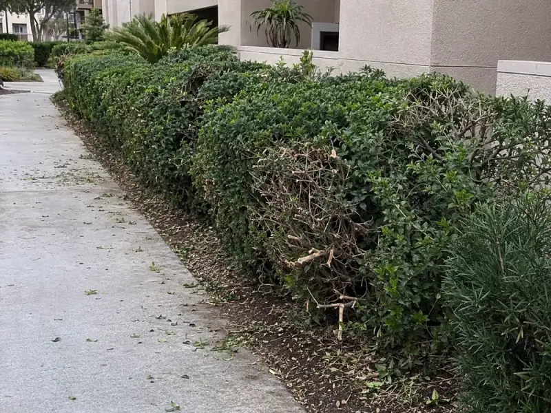 Sample site photograph: uncollected leaves & debris