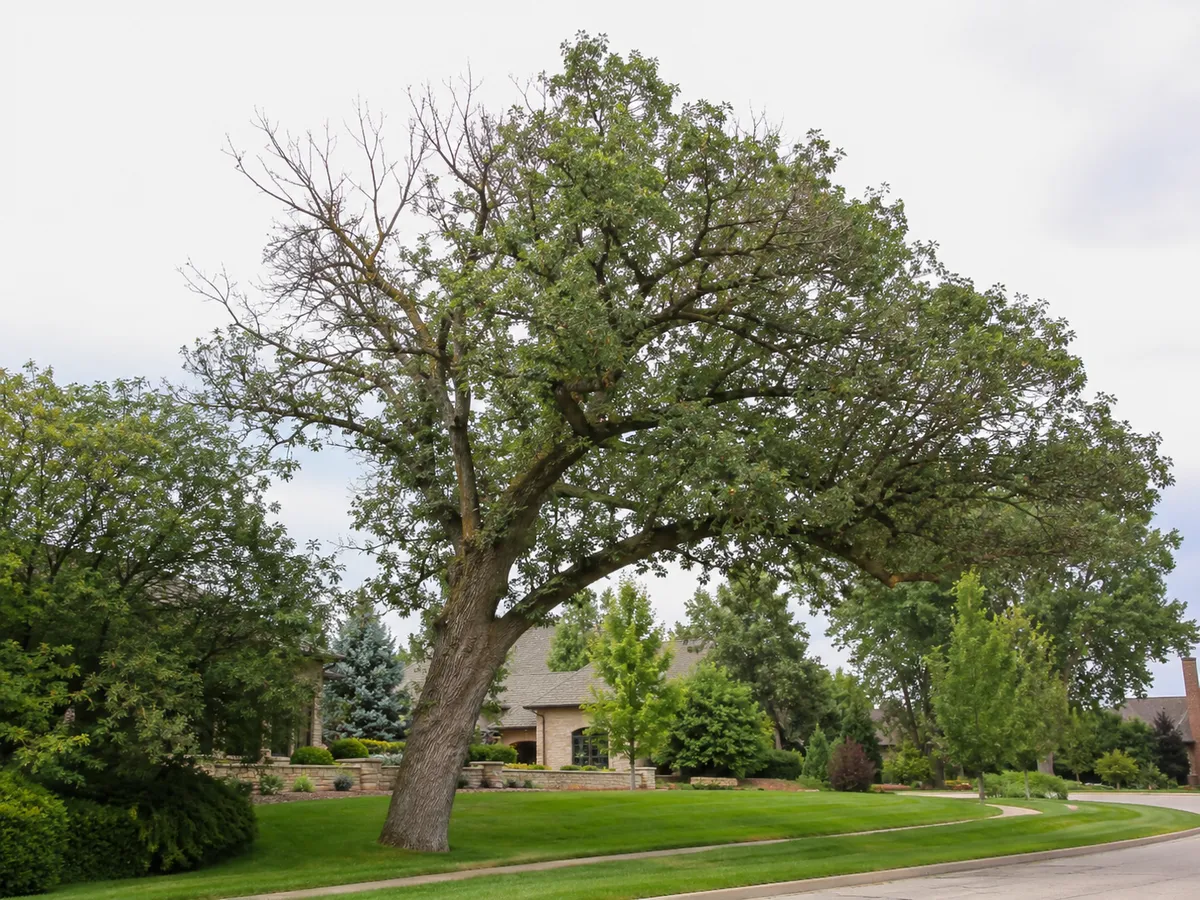Mature community tree showing early signs of decline